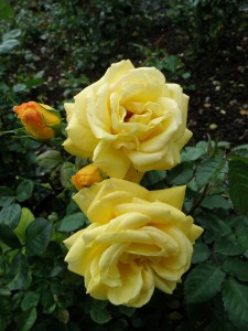 ARTHUR BELL (floribunda)